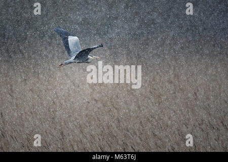 Marazion, Cornwall, UK. 28. Februar, 2018. Ein Reiher trotzt der "Tier aus dem Osten' als Schnee Cornwall kommt. Kredit Neil Henderson/Alamy leben Nachrichten Stockfoto