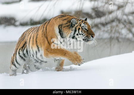 Yorkshire Wildlife Park, Doncaster. 28 Feb, 2018. UK Wetter: ein Tiger streicht im Schnee als das Tier aus dem Osten im Stil ankommt; Tier aus dem Osten, Schnee und Wetter Bilder aus Yorkshire Wildlife Park Doncaster, 28. Februar 2018, Kredit: Aktuelles Bilder/Alamy leben Nachrichten Stockfoto