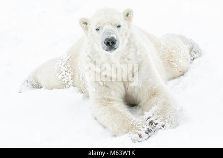 Yorkshire Wildlife Park, Doncaster. 28 Feb, 2018. UK Wetter: ein Eisbär, Läppen und Gefühl mehr im Schnee als das Tier aus dem Osten im Stil ankommt; Tier aus dem Osten, Schnee und Wetter Bilder aus Yorkshire Wildlife Park Doncaster, 28. Februar 2018, Kredit: Aktuelles Bilder/Alamy leben Nachrichten Stockfoto