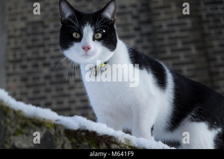 London, Großbritannien. 28. Februar 2018. UK Wetter: Neun Monate altes Kätzchen Davy spielt in seinem Garten im Norden von London nach über Nacht Schneefall in der Hauptstadt (c) Credit: Paul Swinney/Alamy leben Nachrichten Stockfoto