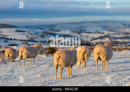 Flintshire, Wales, UK, 28. Februar 2018, UK Wetter: Das Tier aus dem Osten weiterhin Chaos in vielen Bereichen in Großbritannien mit Schnee und Temperaturen unter dem Gefrierpunkt zu stiften. Schafe bei Sonnenaufgang stehen noch aufgrund der eisigen Temperaturen auf halkyn Berg mit der Clwydian Hügel in der Ferne, Flintshire, Wales Stockfoto