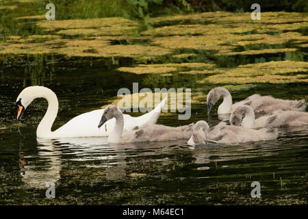 Nach Mute swan auf einem See mit vier Cygnets an roundhay Park, Leeds, West Yorkshire, England, UK. Stockfoto