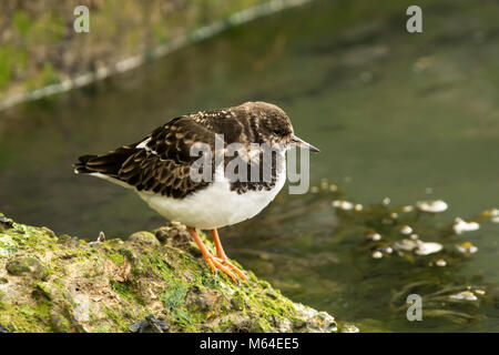 Turnstone (Arenaria interpres) im Winter Gefieder roosting bei Flut. Stockfoto