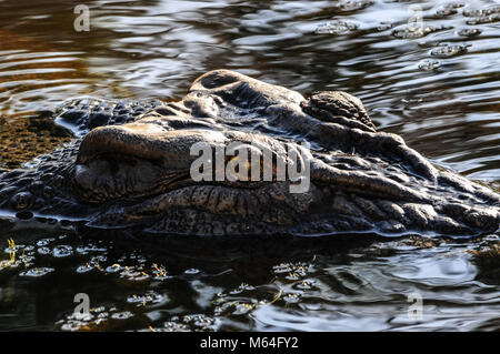 Salzwasser Krokodil (Crocodylus porosus), auch als "saltie, closeup bekannt, im Yellow Water, Kakadu National Park, Northern Territories, Australien Stockfoto