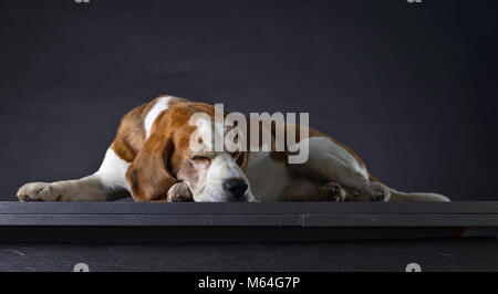 Schlafende Hund auf einem dunklen Hintergrund. Reinrassig erwachsener Beagle. Platz kopieren. Stockfoto