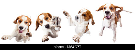 Springen Hund auf einem weißen Hintergrund isoliert. Reinrassig erwachsener Beagle. Stockfoto