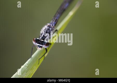 Variable bluet, Coenagrion pulchellum Stockfoto