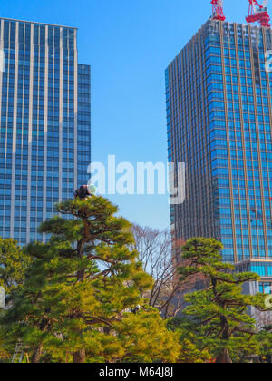 Eine Baumzüchter, Baum Chirurg, bei der Arbeit auf einem Baum in Tokio, Japan. Stockfoto