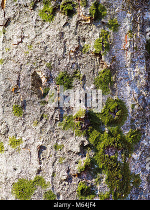 Grau Baumstamm mit hellen grünen Moos. Vibrant Green Moss natürlich in Patches auf dieser Wald Baum wachsen für diesem Hintergrund Foto. Stockfoto