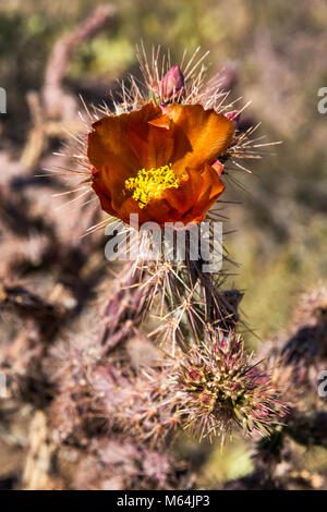 Blühende cholla Cactus, Cylindropuntia, Scenic Bajada Loop Drive, Tucson Mountain District, Saguaro National Park, Sonoran Wüste, Arizona, USA Stockfoto