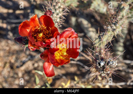 Blühende cholla Cactus, Cylindropuntia, Scenic Bajada Loop Drive, Tucson Mountain District, Saguaro National Park, Sonoran Wüste, Arizona, USA Stockfoto
