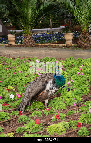 Junge weibliche Peacock wandern in den öffentlichen Park auf dem losen in Malta Stockfoto