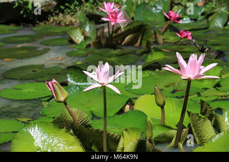 Seerose Blumen und Schmetterlingen, schöne rosa Blüten und Knospen Blühen in den Teich mit zwei Schmetterlinge im Sommer Stockfoto