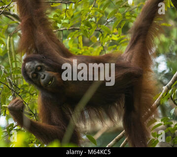 Eine wilde weibliche Orang-Utan-Fütterung in der Danum Valley Conservation Area, Borneo, Malaysia. Stockfoto