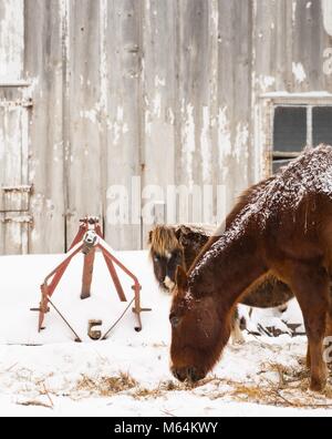 Horse Farm in Iowa Stockfoto