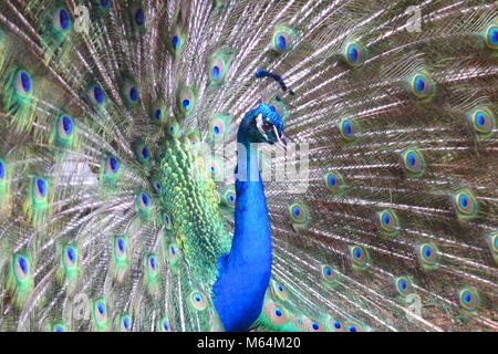 Peacock fanning seinen Schwanz. Bei Ellen Trout Zoo in Lufkin, TX genommen Stockfoto