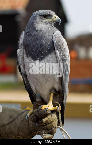 Schwarz-chested Bussard - Adler (geranoaetus Melanoleucus) oder Chilenischen Blue Eagle bei Heringen Green Farm Falconry Centre Stockfoto