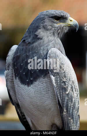 Schwarz-chested Bussard - Adler (geranoaetus Melanoleucus) oder Chilenischen Blue Eagle bei Heringen Green Farm Falconry Centre Stockfoto