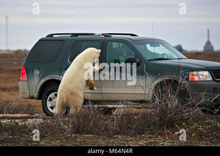 Eisbär, Ursus maritimus, in der Churchill Wildlife Management Area Interaktion mit Touristen, der Hudson Bay Churchill, Manitoba, Kanada. Stockfoto