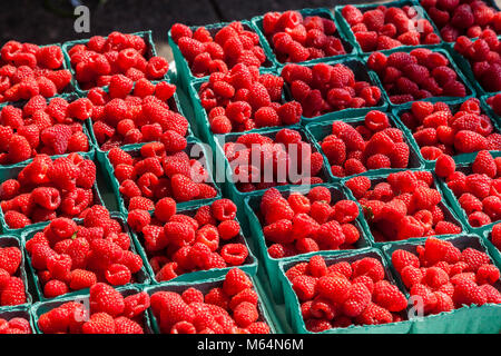 Rote Himbeeren in Quart Container an einem open air Farmers Market. Stockfoto