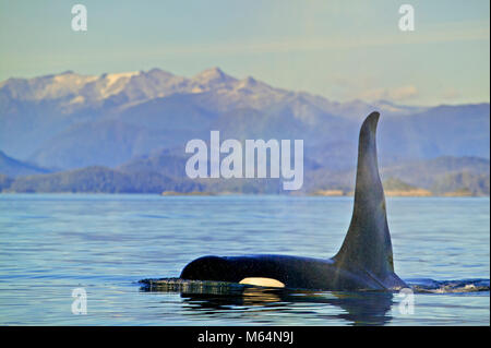 Schwertwale, Orcinus orca, Vancouver Island, British Columbia, Kanada Stockfoto