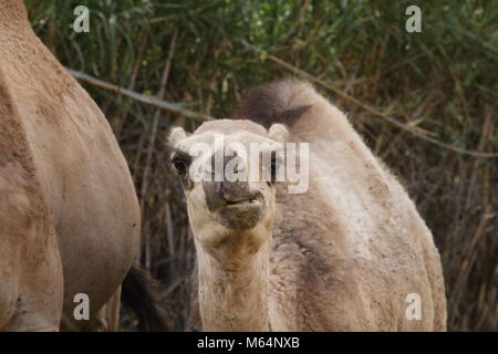 Kamel Kalb munching Stockfoto