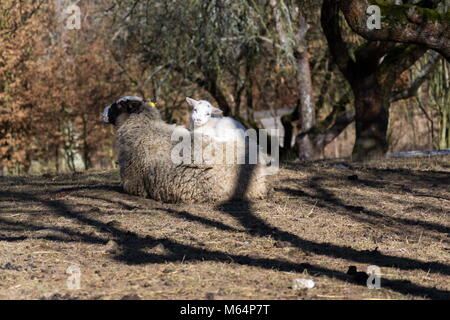 Neugeborene kleines Lamm liegend auf Schaf süß, mütterliche Liebe Konzept Stockfoto