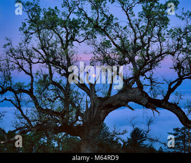 Monduntergang, Coast Live Oak, Los Padres National Forest, Big Sur, Monterey County, Kalifornien Stockfoto