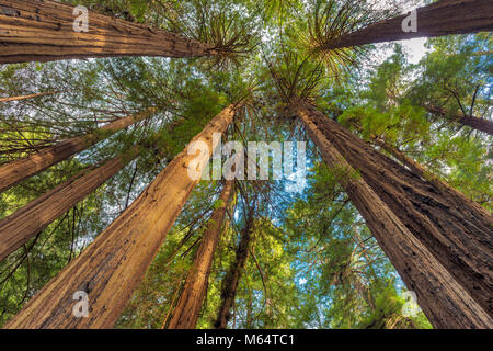 Kathedrale Ring, Mammutbäume, Sequoia Sempervirens, Muir Woods National Monument, Marin County, Kalifornien Stockfoto