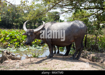 Wasserbüffel (Bubalus bubalis"), Kambodscha, Asien Stockfoto