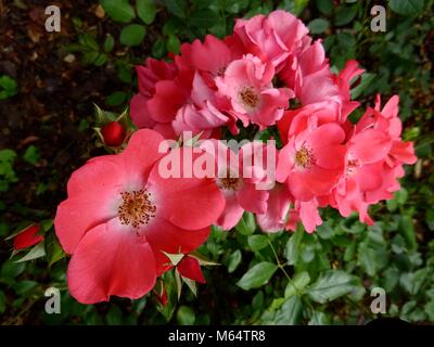 Rot Rosa pimpinellifolia Stockfoto