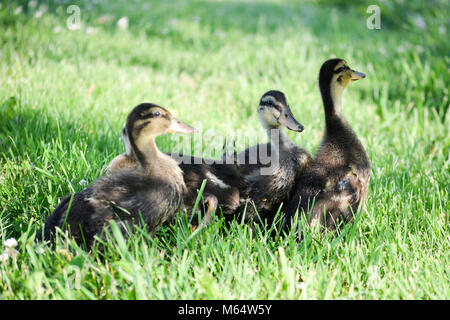 Enten wandern im grünen Gras Stockfoto