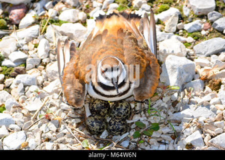 Killdeer und Eiern sitzen auf einem Kies Nest Stockfoto