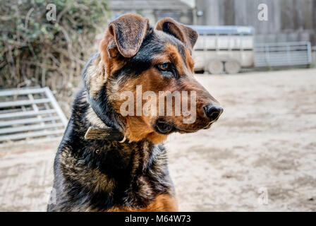 Eine horizontale Portrait scharf gemacht von Kopf und Schultern eines Neuseeland Ridgeback Welpen. Hintergrund Hof ist unscharf zu markieren. Stockfoto