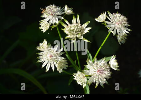 Weiß Astrantia Blumen mit schweben Fliegen auf dunklem Hintergrund Stockfoto