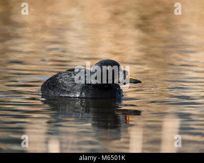 Drake gemeinsame Scoter (Melanitta nigra) auf einem See am frühen Morgen mit dem Spiegelbild im Wasser. Stockfoto