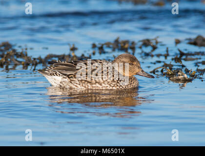 Weibliche eurasischen Teal (Anas crecca) an der Küste von Schottland Fütterung unter Algen. Stockfoto