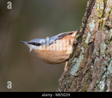 Eurasischen Kleiber (Sitta europaea) auf einer Flechte bedeckt Eiche Eiche in einem nördlichen Wäldern. Stockfoto