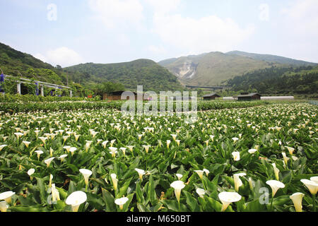 Calla Lilie, viele schöne weiße Blumen blühen auf dem Land mit blauem Himmel, Arum Lily, Gold calla Stockfoto