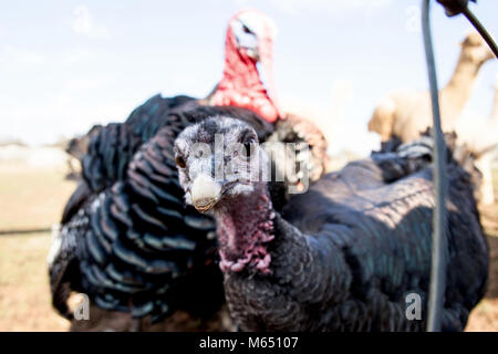 Nahaufnahme der Türkei in die Kamera schaut Stockfoto