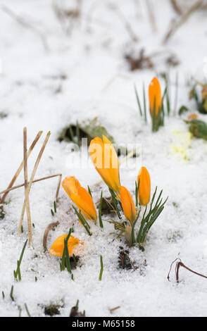 Gelbe Krokusse im Schnee. Stockfoto