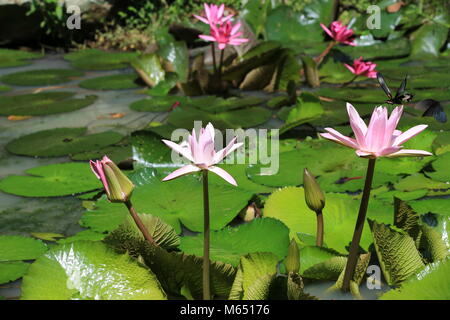 Seerose Blumen und Schmetterlingen, schöne rosa Blüten und Knospen Blühen in den Teich mit zwei Schmetterlinge im Sommer Stockfoto