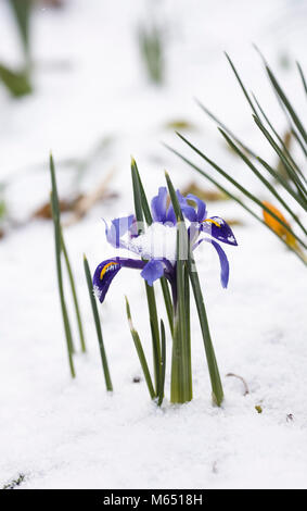 Iris reticulata 'Harmony' Blumen im Schnee. Stockfoto