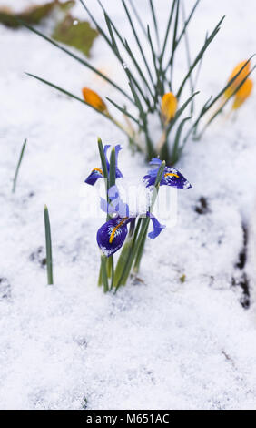 Iris reticulata 'Harmony' Blumen im Schnee. Stockfoto