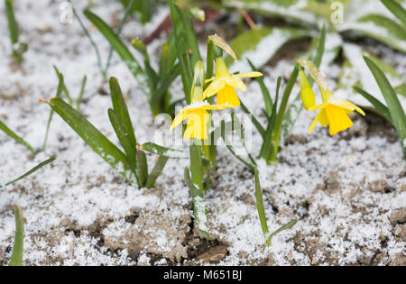 Zwerg Narzissen entstehen durch die schneebedeckten Boden. Stockfoto