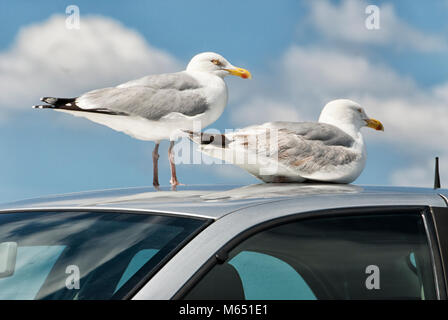 Die Möwen sitzen auf dem Dach eines Autos Stockfoto