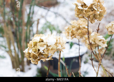 Schnee Hydrangea Blütenköpfe im Winter. Stockfoto