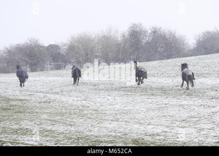 Pferde galoppieren über einem schneebedeckten Feld in Stourbridge, West Midlands., wie schwere Schnee- und Sub-zero Bedingungen haben verdorben Großbritanniens Straßen, Eisenbahnen und Flughäfen, mit Verspätungen und Annullierungen. Stockfoto