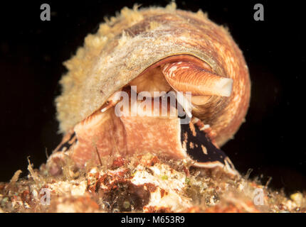 Conus Geographus ist die tödlichste Kegel Schnecke in der Welt. Hier ist es die Jagd auf einem seamount in Papua Neuguinea gefunden. Stockfoto