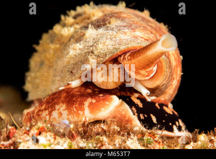 Conus Geographus ist die tödlichste Kegel Schnecke in der Welt. Hier ist es die Jagd auf einem seamount in Papua Neuguinea gefunden. Stockfoto